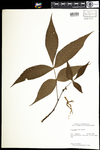 Carya glabra image