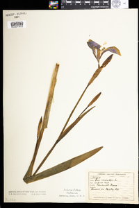 Iris versicolor image