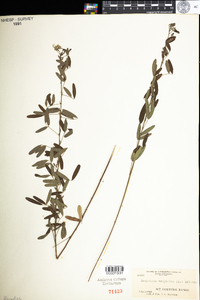 Lespedeza virginica image