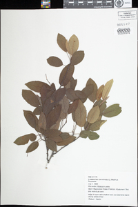 Amelanchier canadensis image