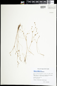 Juncus bufonius image