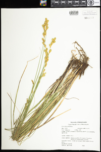 Carex bicknellii image