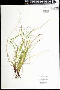 Carex communis image