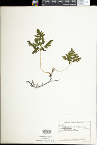 Gymnocarpium dryopteris image