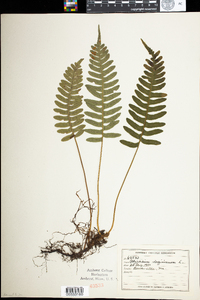 Polypodium virginianum image