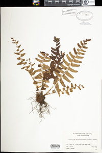 Polystichum acrostichoides image