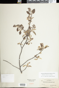 Amelanchier canadensis image