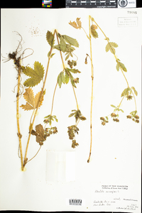 Potentilla norvegica image