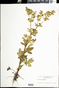 Potentilla norvegica image