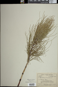 Equisetum arvense image