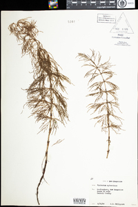 Equisetum sylvaticum image