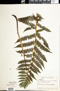 Athyrium filix-femina image