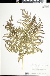 Pteridium aquilinum image