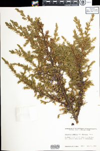 Juniperus communis var. depressa image