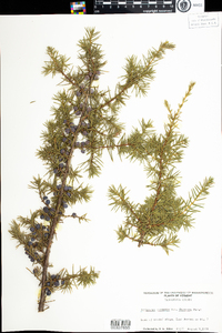 Juniperus communis var. depressa image