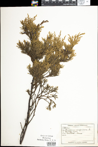 Juniperus virginiana image