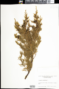 Juniperus virginiana image