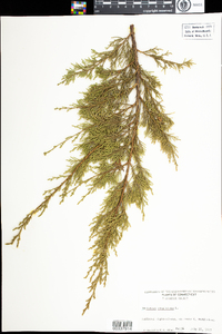 Juniperus virginiana image