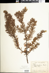 Taxus canadensis image