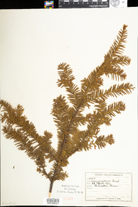 Taxus canadensis image