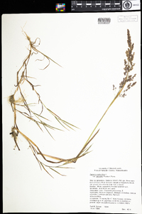 Agrostis stolonifera image