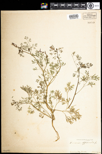 Fumaria officinalis image