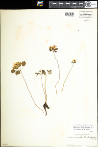 Thalictrum thalictroides image