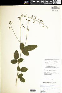 Desmodium obtusum image