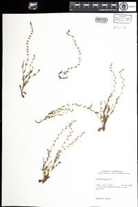 Myosotis stricta image