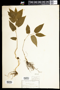 Aristolochia serpentaria image