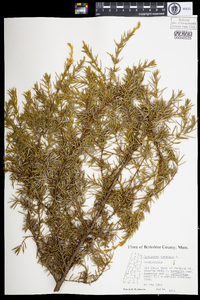 Juniperus communis image