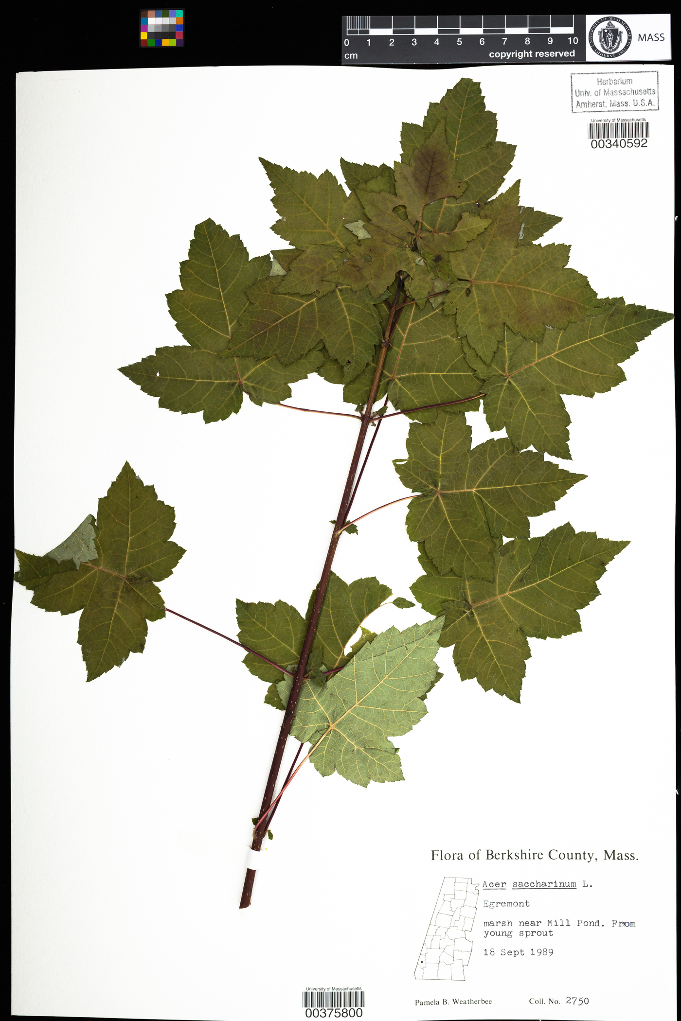 Acer saccharinum image