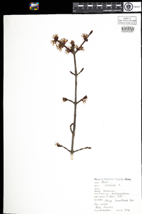 Acer rubrum image