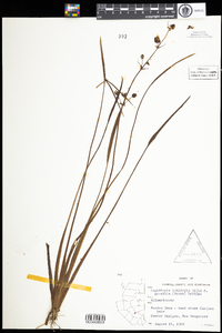 Sagittaria latifolia image