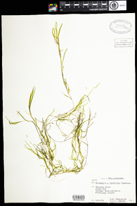 Potamogeton spirillus image