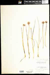 Allium schoenoprasum image