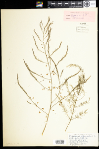 Asparagus officinalis image