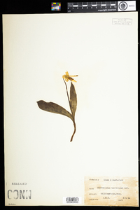 Erythronium americanum image