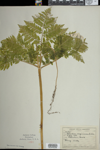 Botrychium virginianum image