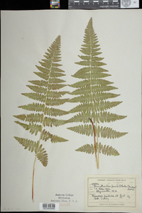 Dennstaedtia punctilobula image