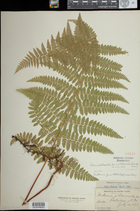 Dennstaedtia punctilobula image