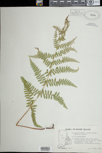 Dennstaedtia punctilobula image