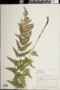 Dryopteris cristata image