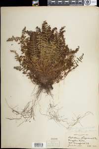 Dryopteris fragrans image