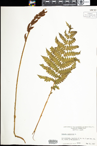 Osmunda cinnamomea image