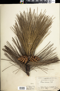 Pinus resinosa image