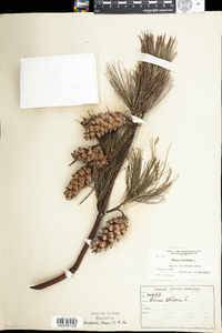 Pinus strobus image