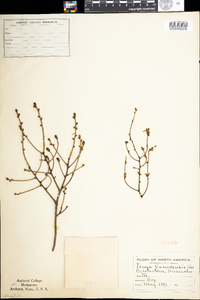 Tsuga canadensis image