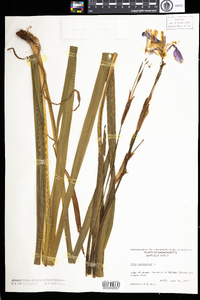 Iris versicolor image