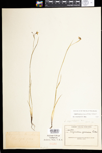 Sisyrinchium atlanticum image